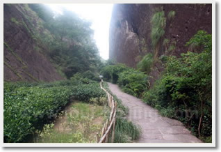 Wuyi Mountain 4 Days Tour